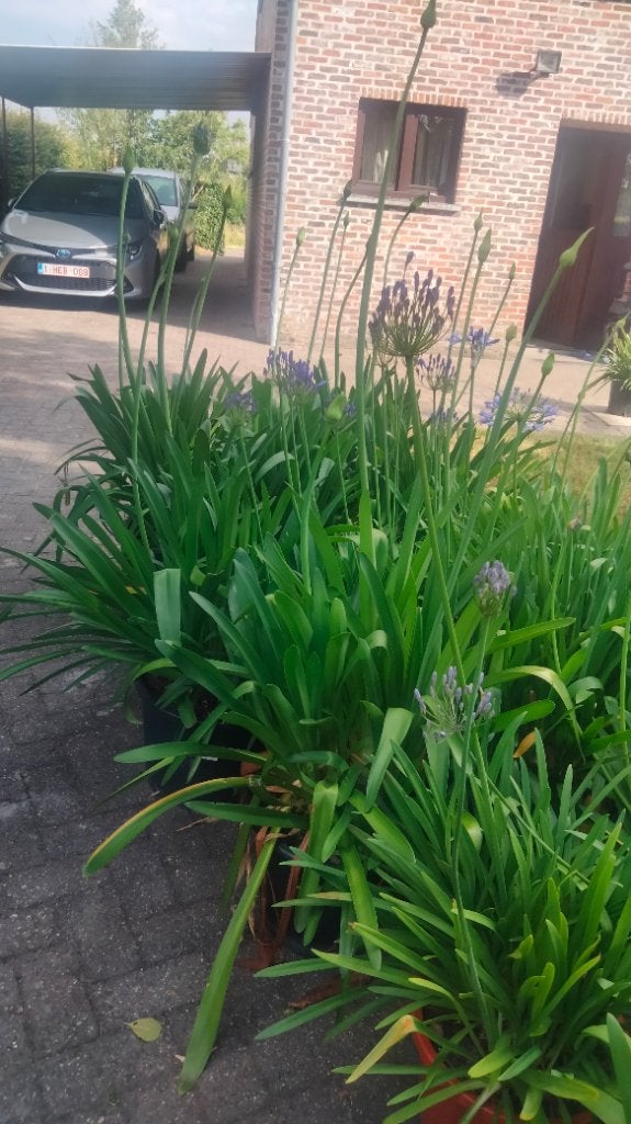 Agapanthus, Tuin en Terras, Planten | Tuinplanten, Ophalen