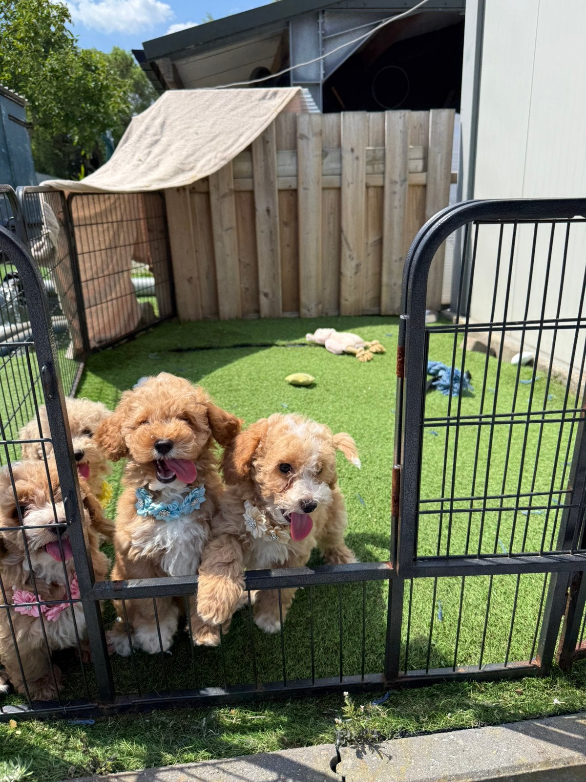Mooie maltipoo pups, Dieren en Toebehoren, Parvo, België, Overige rassen, 8 tot 15 weken