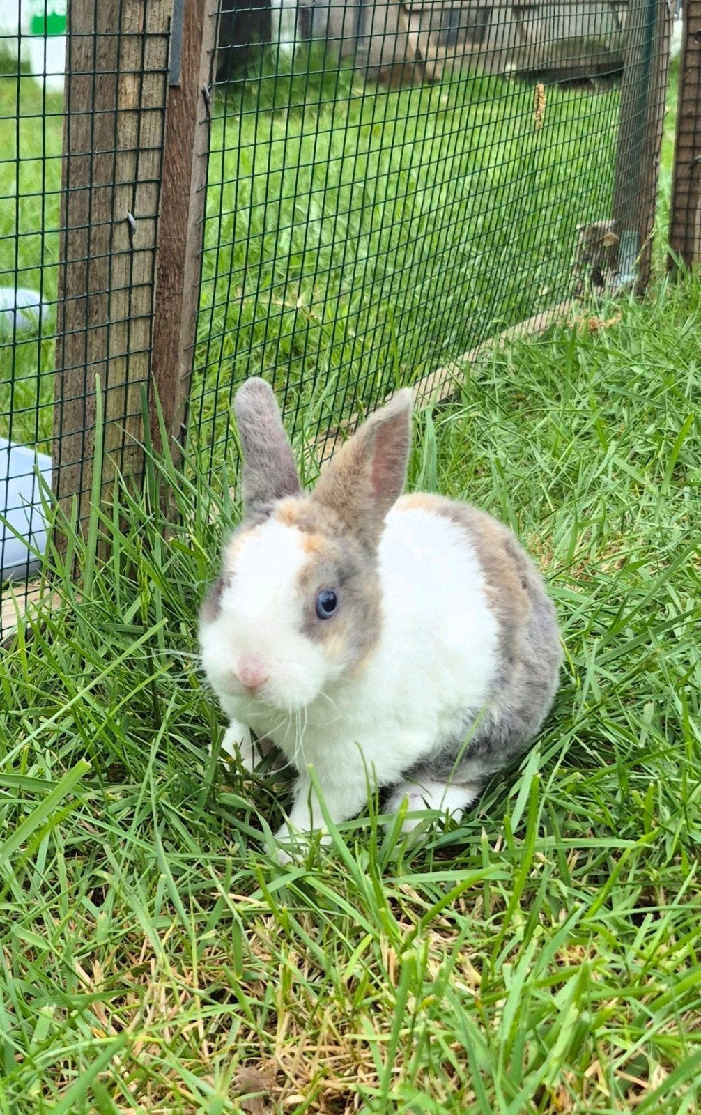 Konijntjes 23/04/26, Dieren en Toebehoren, Konijnen