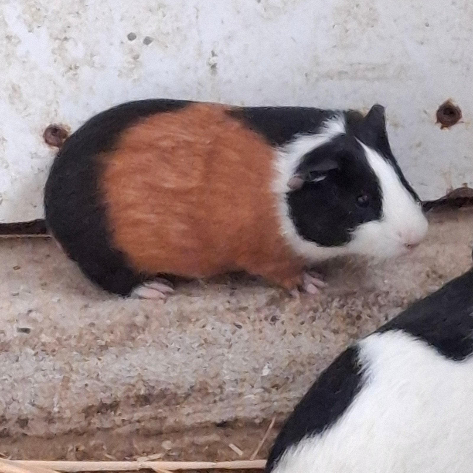 cavia mannetje ruilen, Dieren en Toebehoren, Juli, Cavia