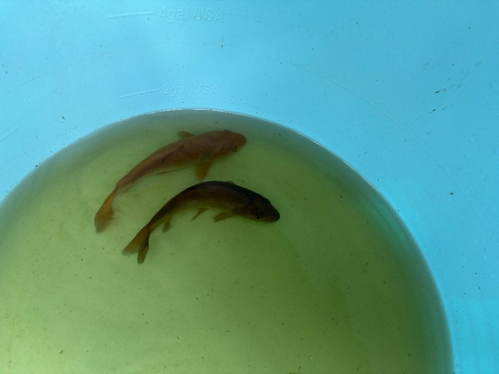 2 KOI - Lichte chagoi (17cm) en donkere chagoi (15cm), Carpe ou Koï