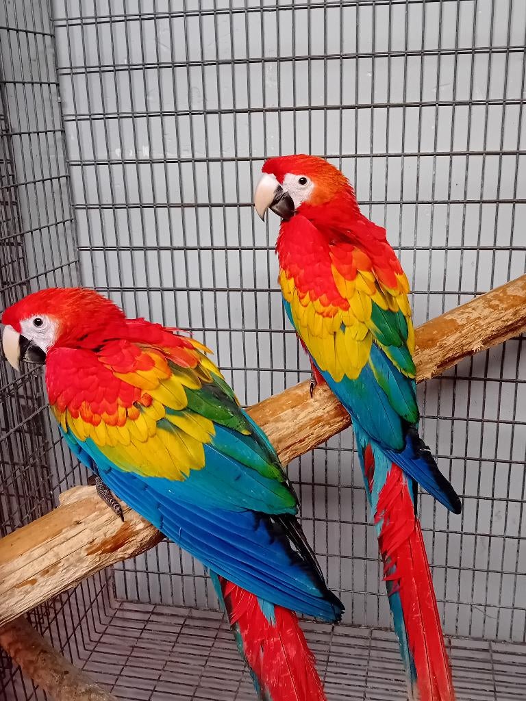geelvleugel ara, Dieren en Toebehoren, Vogels | Parkieten en Papegaaien, Meerdere dieren, Papegaai, Geringd