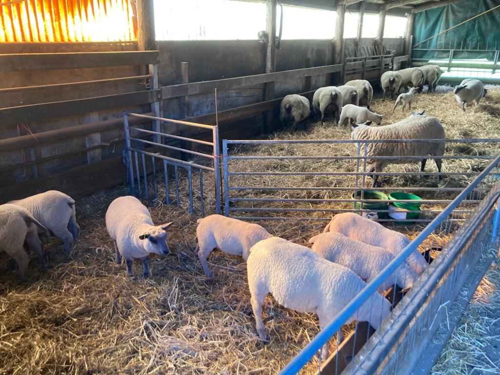 3 ooitjes te koop bleu du  Maine 4 maanden, Dieren en Toebehoren