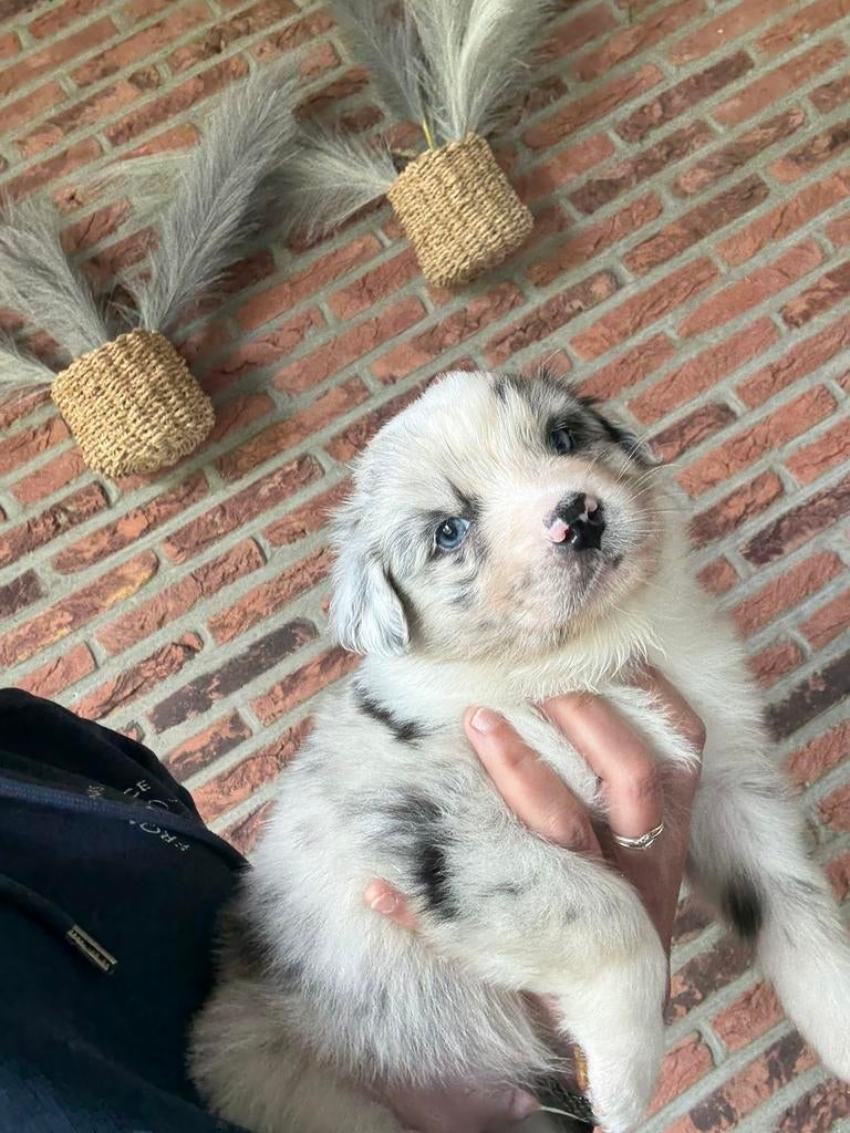 Australian shepherd pups fci pedigree, België, HCC (leverziekte), 8 tot 15 weken, Meerdere