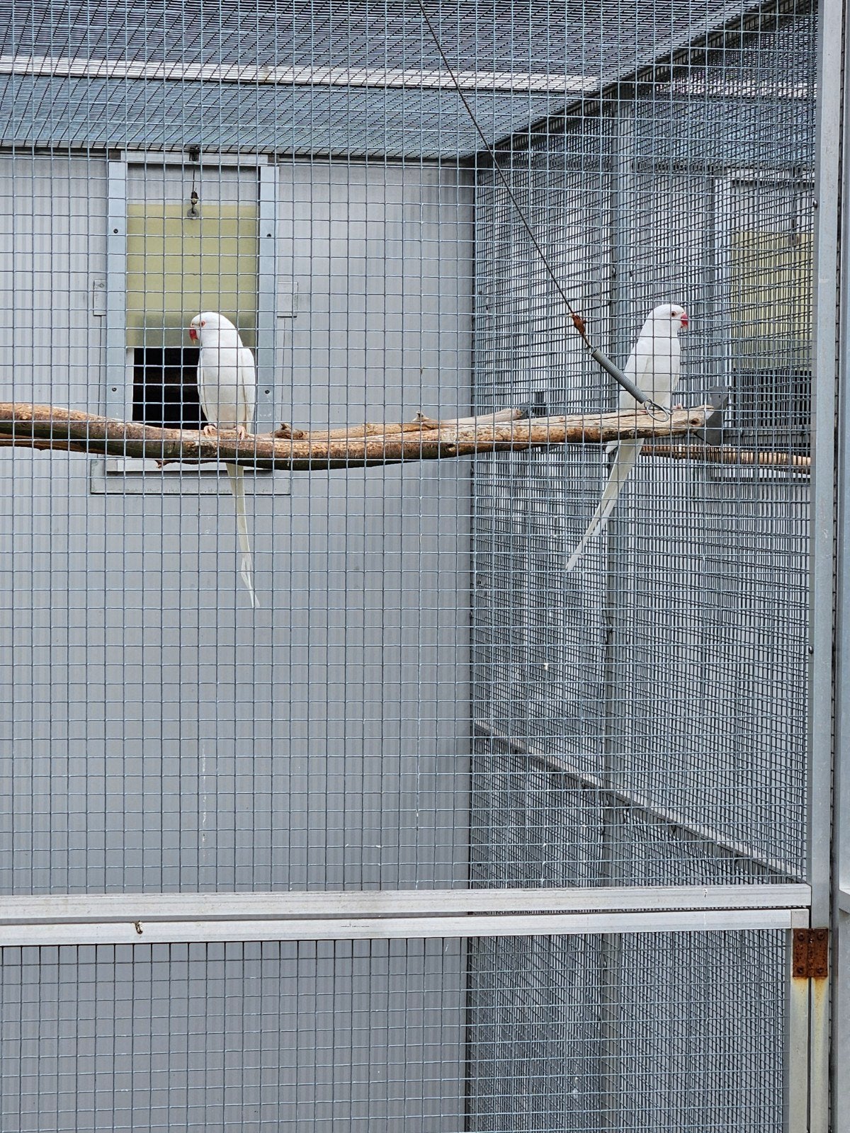 Koppel halsbanden albino