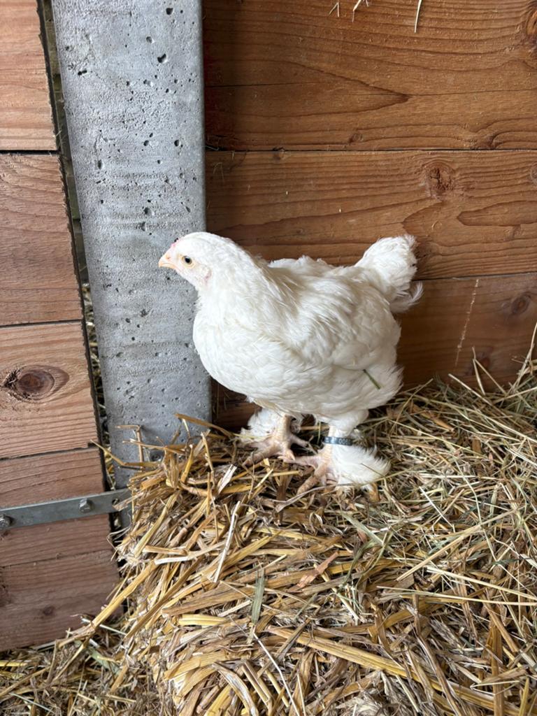 Mechelse kalkoenkop, Dieren en Toebehoren, Mannelijk, Kip
