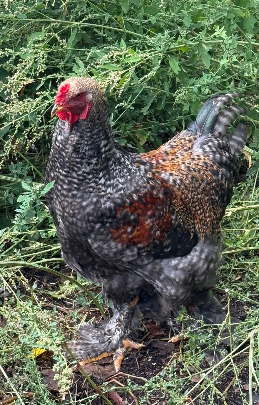 4 brahma hanen, 4 verschillende kleuren., Dieren en Toebehoren, Pluimvee