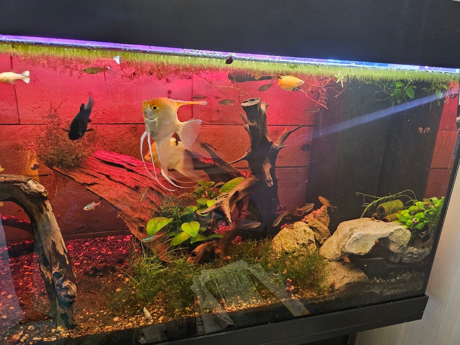 Juwel Rio 180  set met veel extra's!, Dieren en Toebehoren, Ophalen, Pomp, Filter, JBL