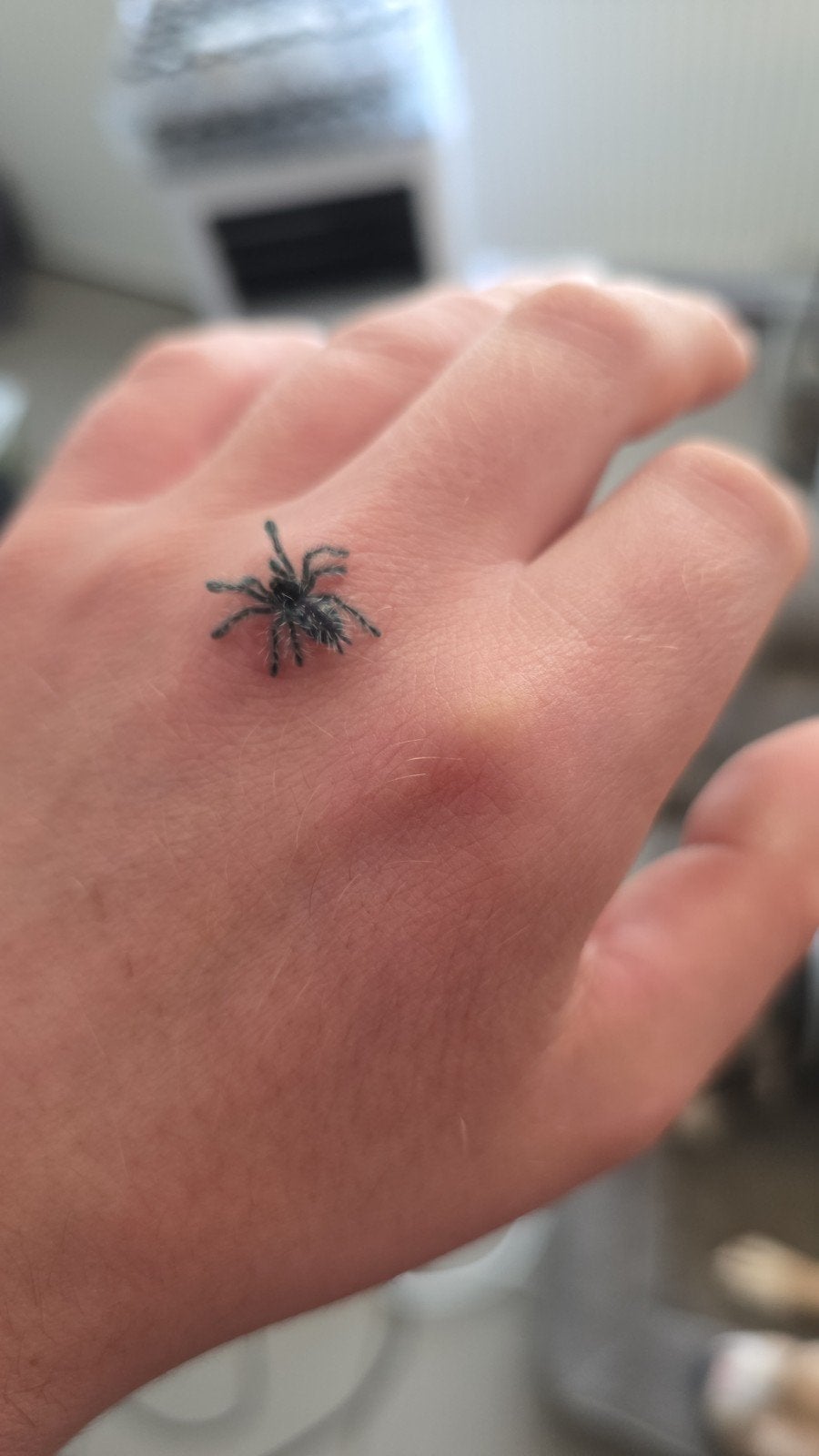 Caribena Versicolor Fh2, Enlèvement ou Envoi