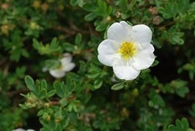 Potentilla fruticosa "Abbotswood" (struikganzerik), Jardin & Terrasse, Plantes | Arbustes & Haies, Enlèvement, Autres espèces