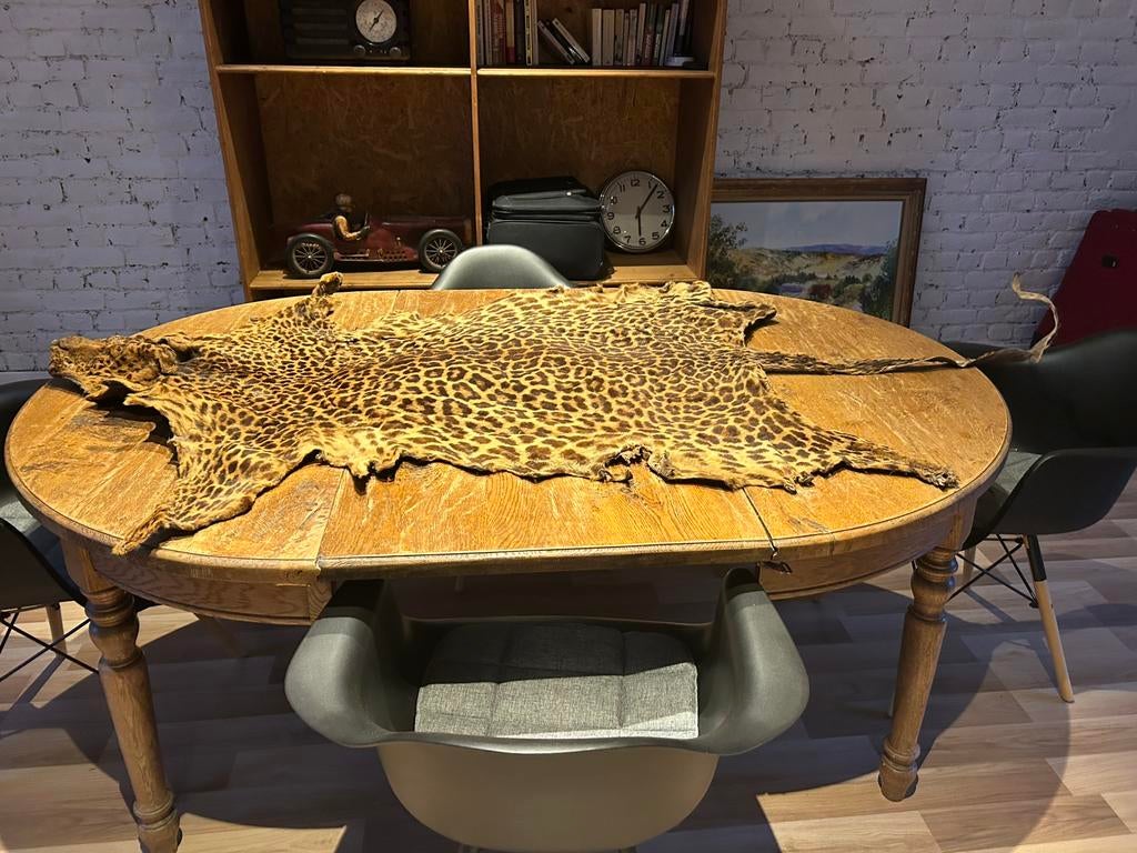 Leopard peau, Enlèvement