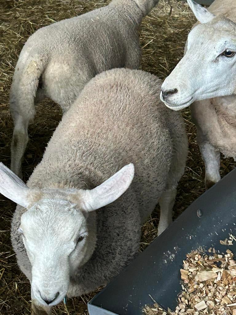 Ramlam te koop, Dieren en Toebehoren, Mannelijk, Schaap, 0 tot 2 jaar