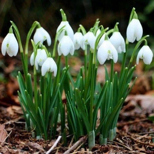 Zeer zeldzame zaden - Galanthus nivalis - sneeuwklokje, Tuin en Terras, Bloembollen en Zaden, Verzenden, Voorjaar, Halfschaduw