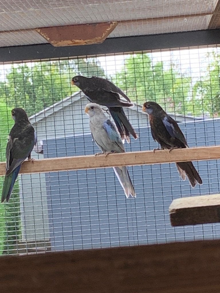 rosella''s parkieten, Meerdere dieren, Parkiet, Geringd