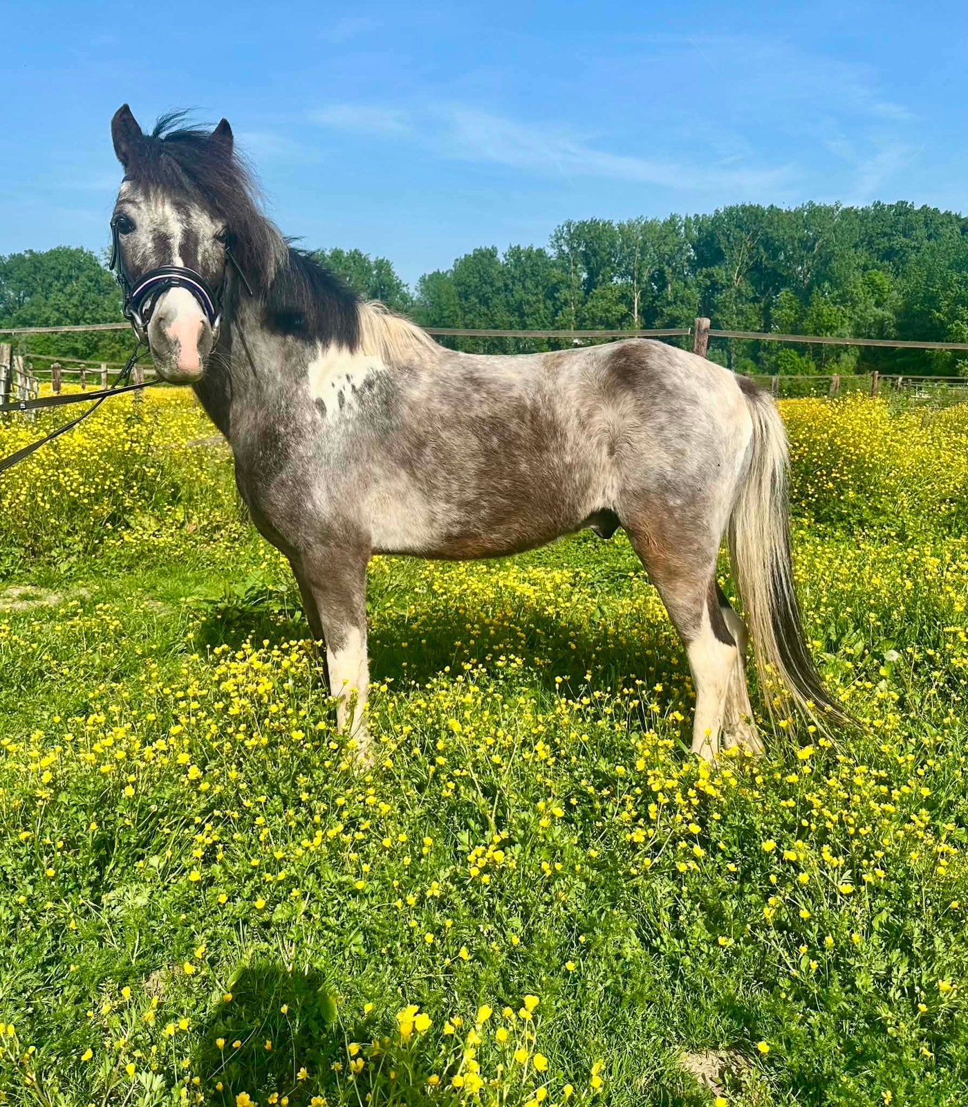 2 span bonte ponys, Dieren en Toebehoren, Pony's, Merrie, M