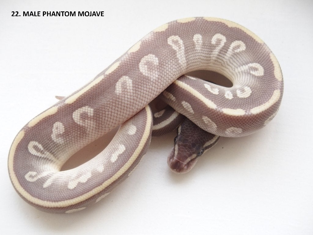 Koningspythons nakweek 2026 Ball Python photo 22