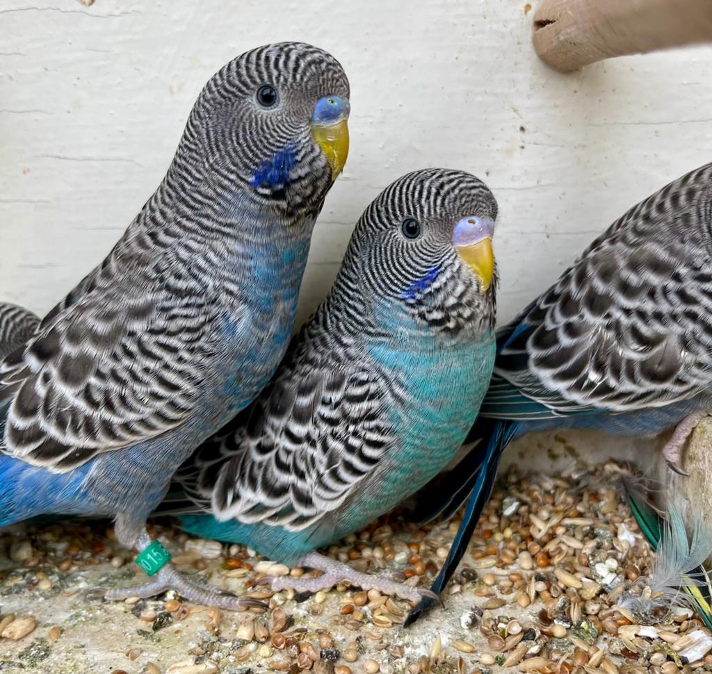 Jonge koppels blackface grasparkieten, Dieren en Toebehoren, Vogels | Parkieten en Papegaaien, Meerdere dieren, Parkiet, Geringd