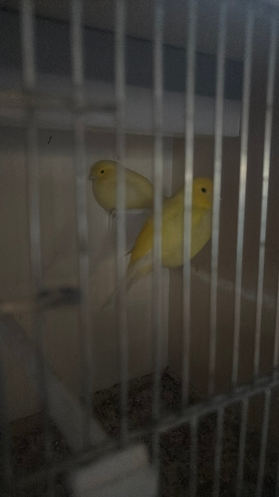 Beginnende kweker