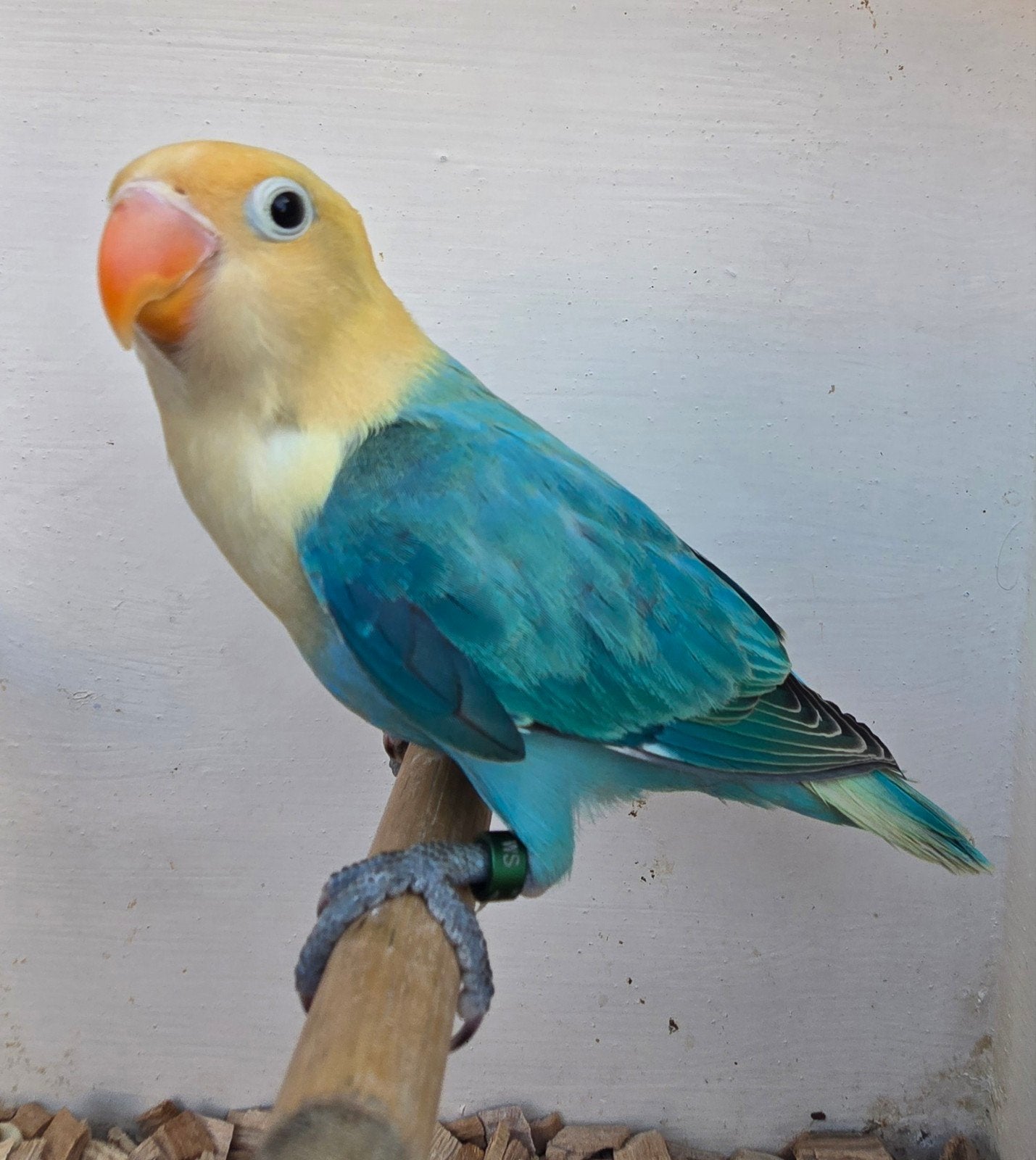 Turqouise Opaline Fischeri 2026, Dieren en Toebehoren, Geslacht onbekend, Dwergpapegaai of Agapornis, Geringd
