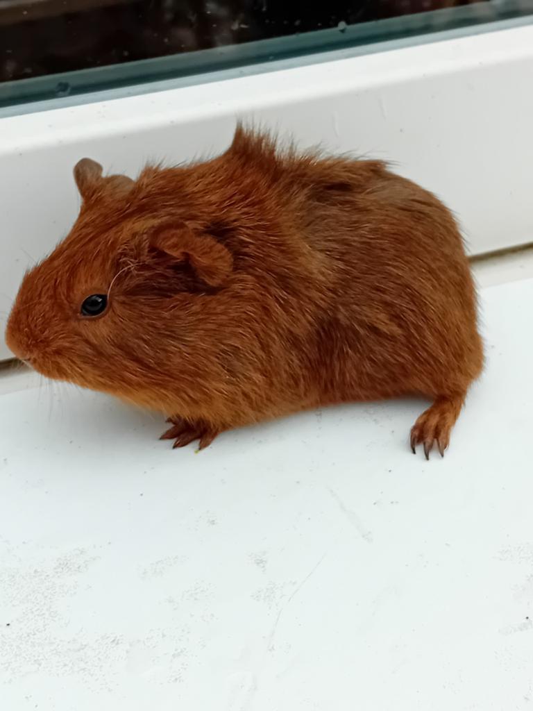 Mooie mannelijke borstelhaar cavia's, Maart, Cavia