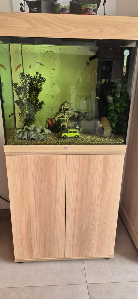 Juwel aquarium, Enlèvement