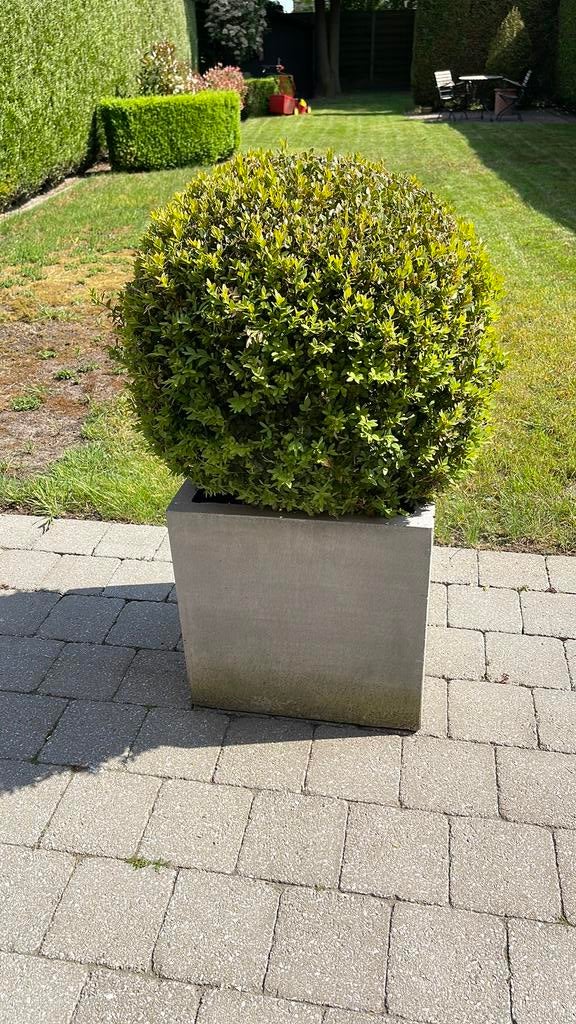 Buxus in pot, Tuin en Terras, Ophalen, Buxus