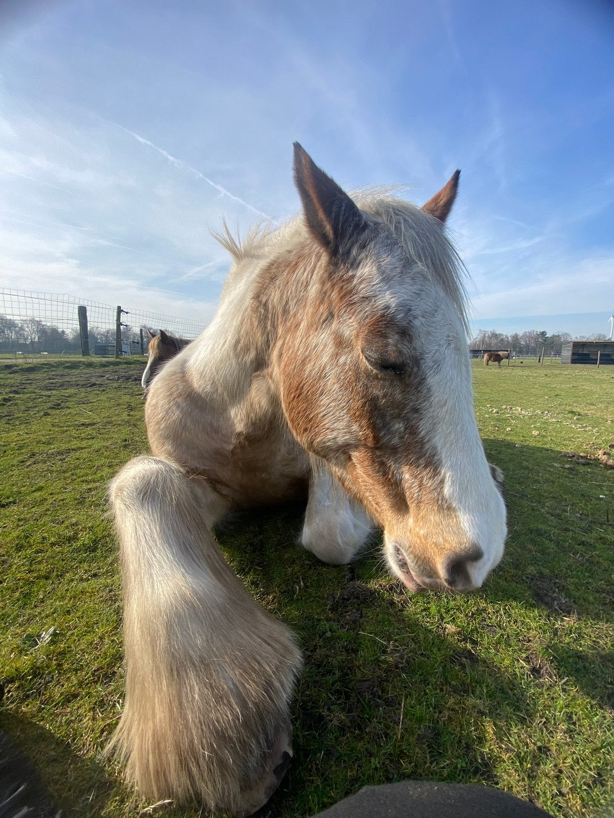 Halve stal aangeboden, Animaux & Accessoires