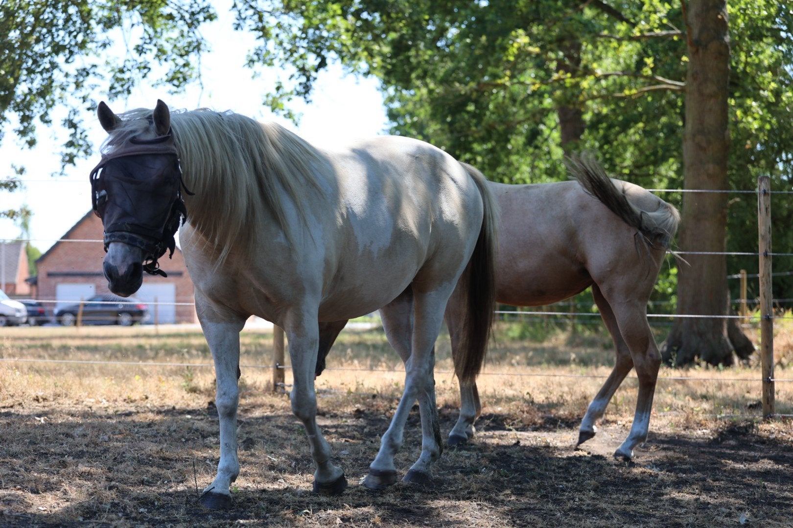Prachtig paarden zoeken nieuwe thuis, Hongre, M