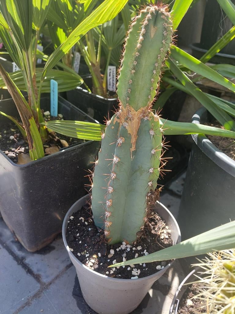 Cactus, Enlèvement
