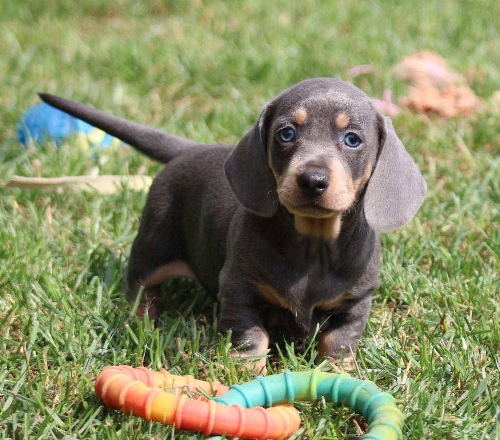 Teckel pup Blue-tan korthaar, Dieren en Toebehoren, Parvo, België, Reu, 8 tot 15 weken