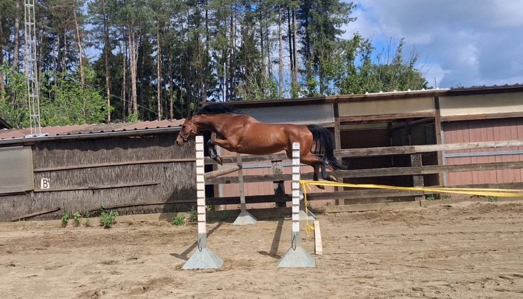 6 jarige Charthago blue merrie, Débourré, 165 à 170 cm, Avec pedigree, Cheval de saut