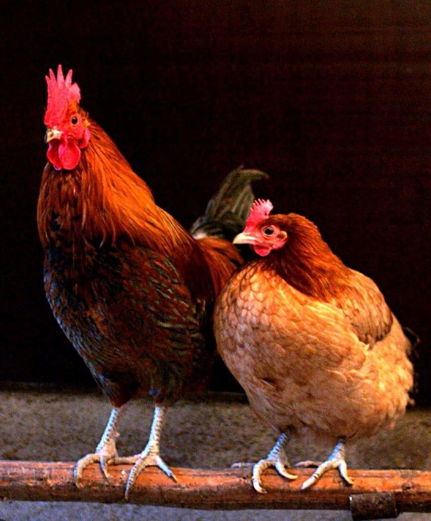 Gratis dieren opvang, Ophalen