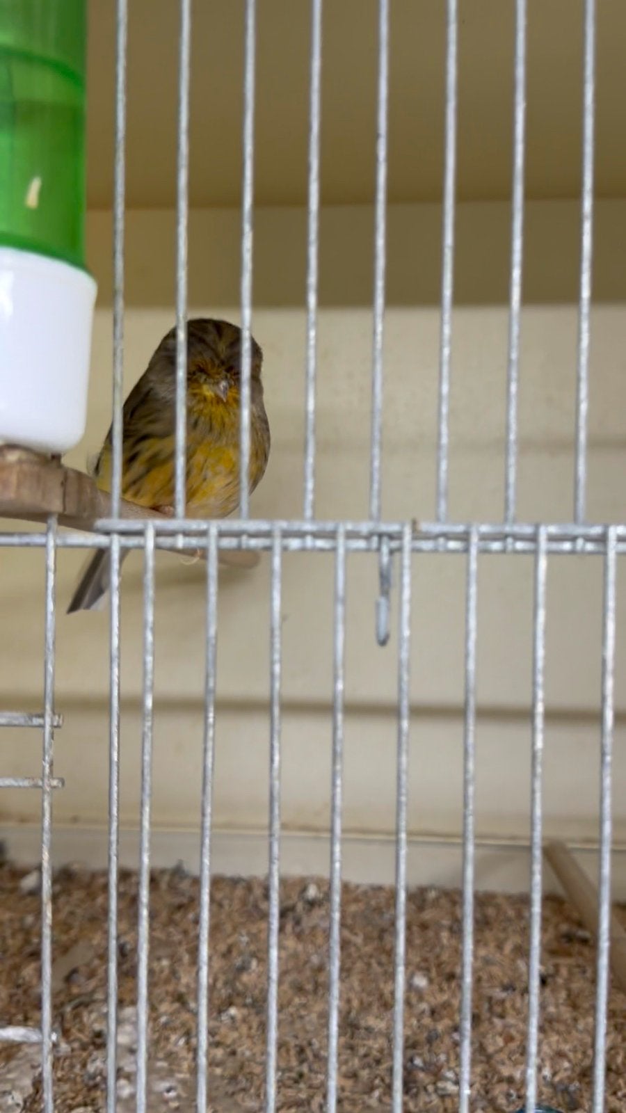 Overjarige Norwich koppels, Dieren en Toebehoren
