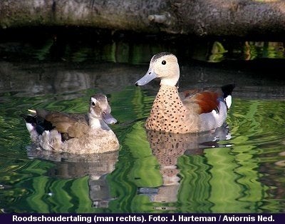 Siereenden, Plusieurs animaux, Canard