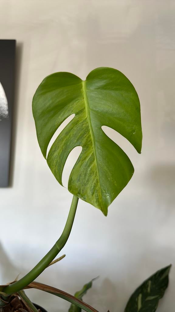 Monstera aurea, Ophalen