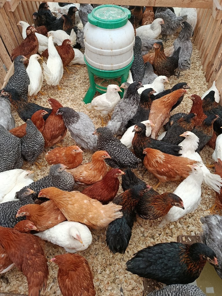 poules pondeuses et coloristes à des prix économiques, Femelle, Poule ou poulet