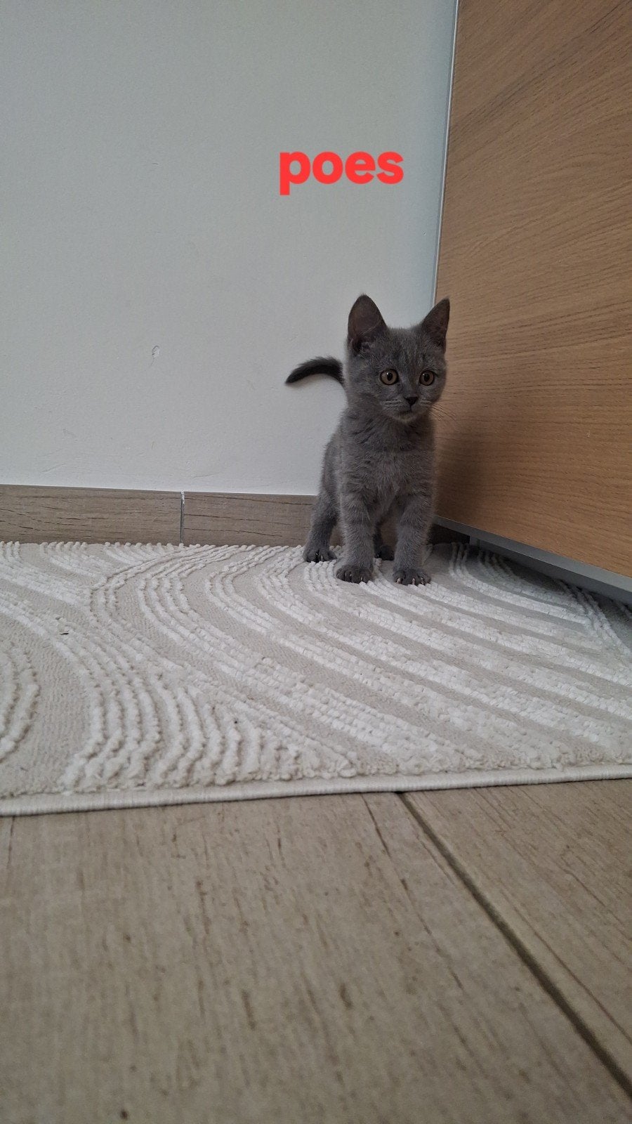 Britse korthaar kittens ️nog 2 poesjes️, Poes, Ontwormd, 0 tot 2 jaar