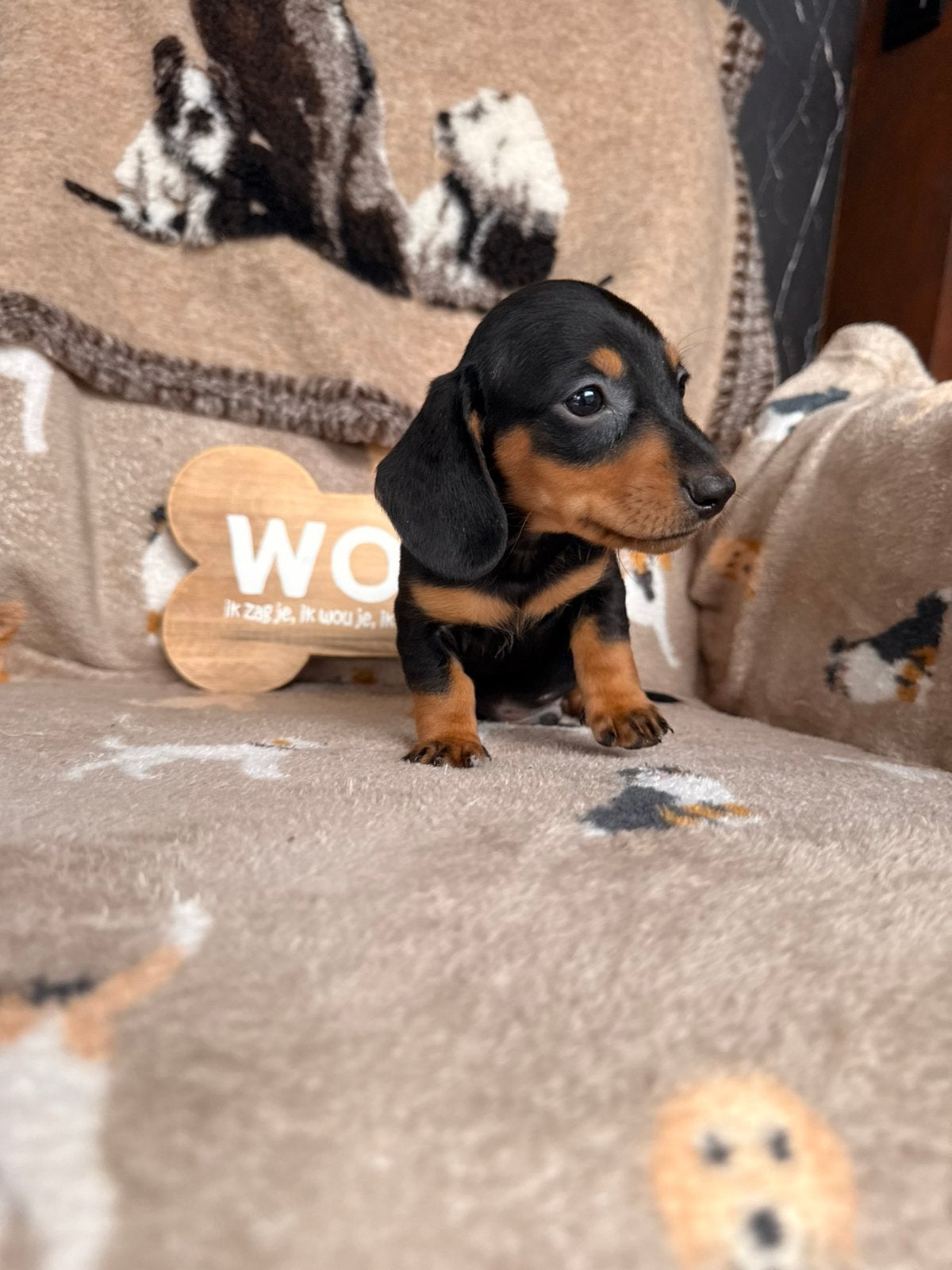 Teckel pups black tan/red shaded, Dieren en Toebehoren, Parvo, België, 8 tot 15 weken, Korthaar