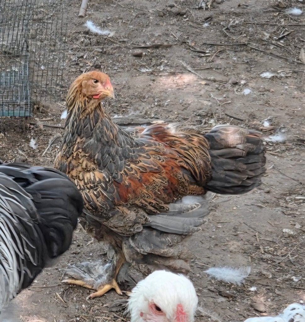 Brahma blauwpatrijs haantjes, Dieren en Toebehoren, Mannelijk, Kip