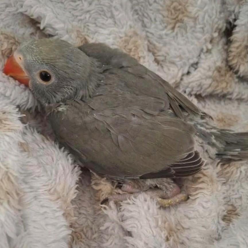 Handtamme baby halsbandparkiet, Dieren en Toebehoren, Vogels | Parkieten en Papegaaien, Geringd