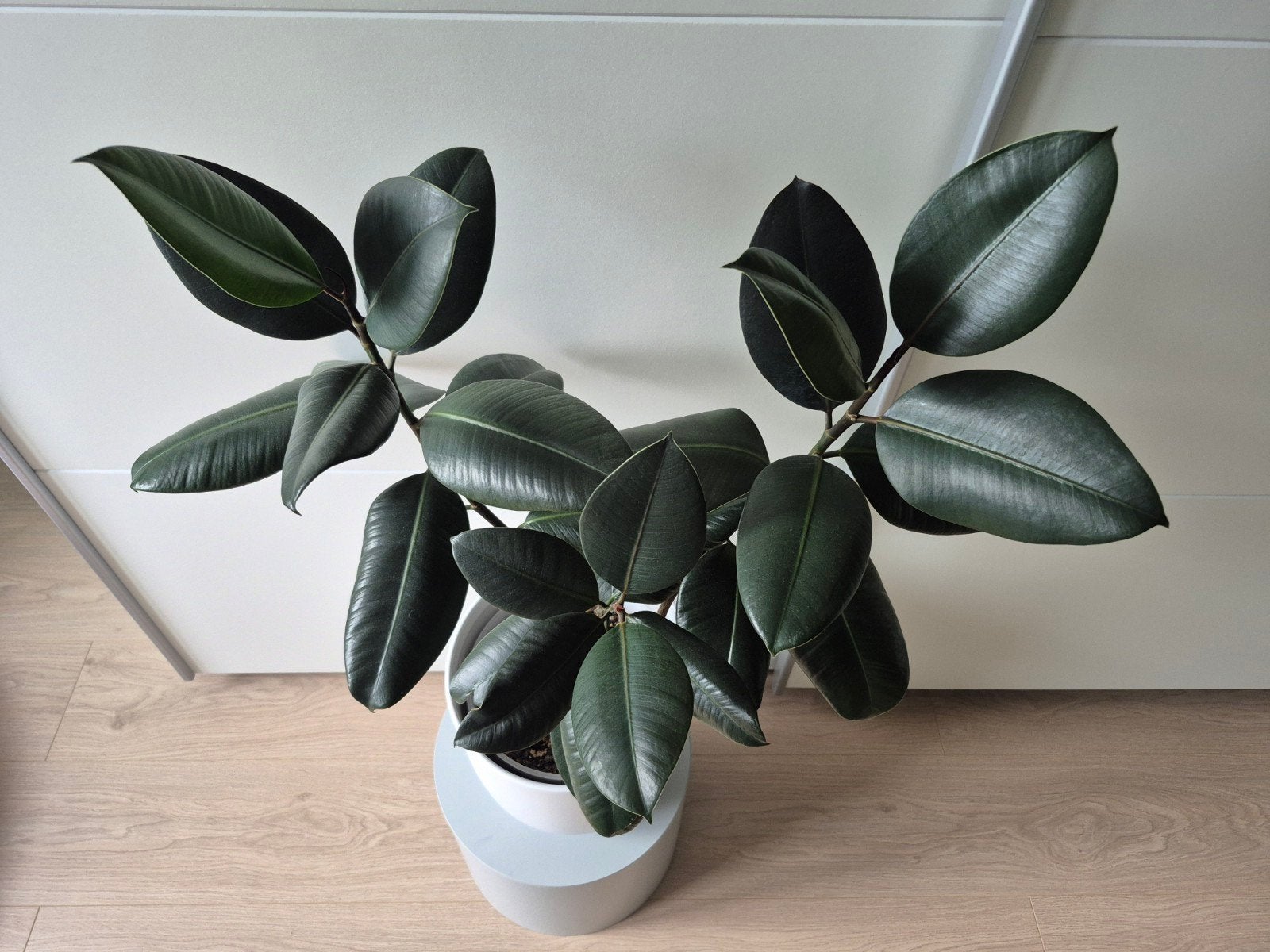 ficus elastica abidjan, Huis en Inrichting, Ophalen, Ficus