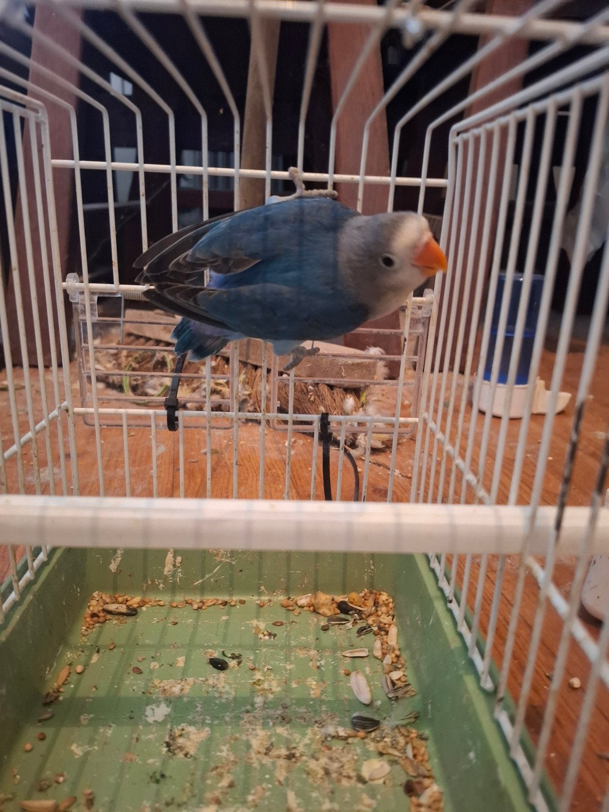 fischeri blauw, Dieren en Toebehoren, Geslacht onbekend