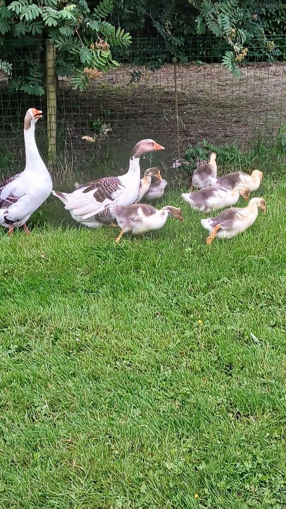 Ganzeneieren, Dieren en Toebehoren, Pluimvee, Gans of Zwaan