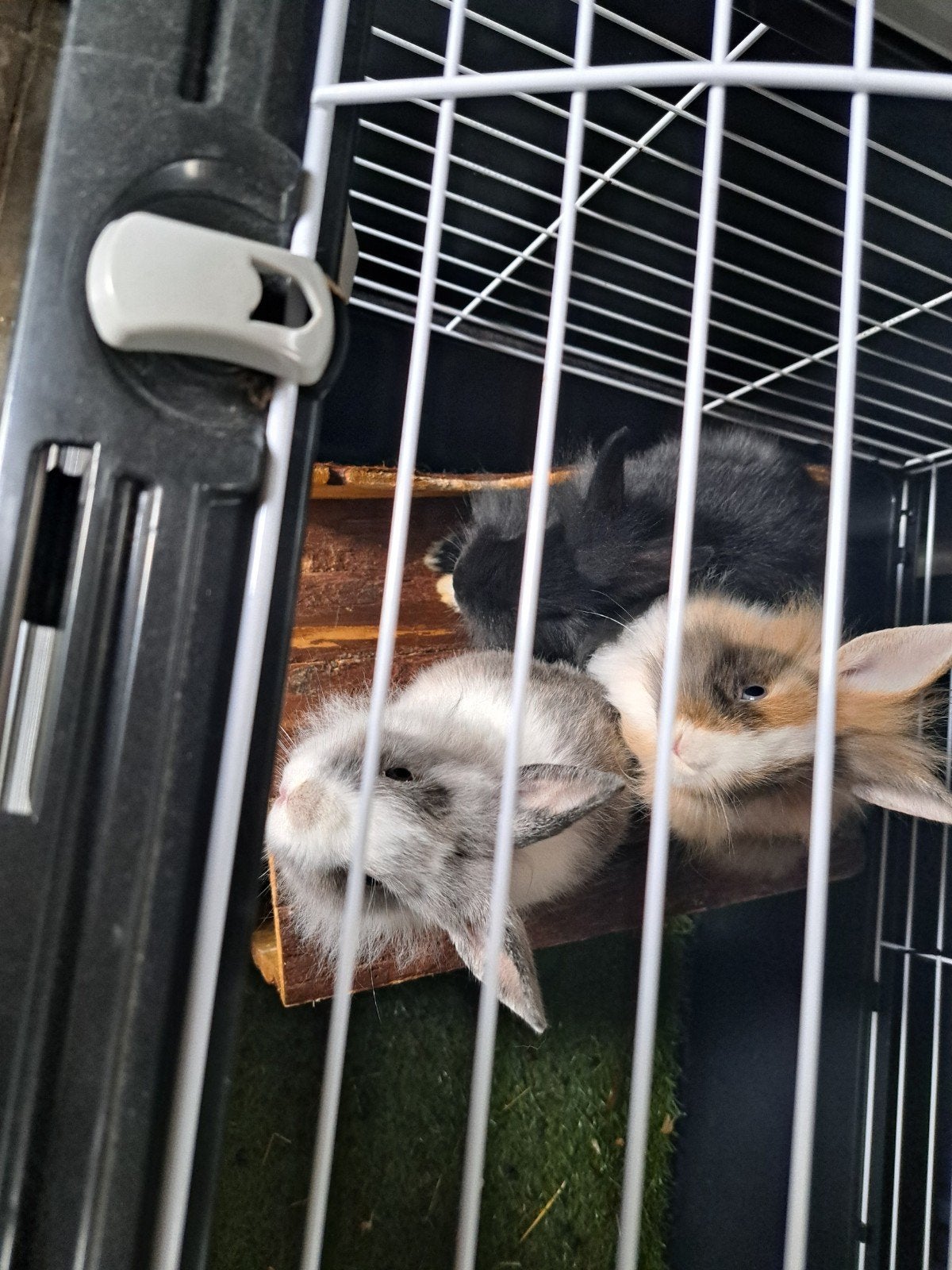 dwergkonijntjes leeuwenkopje, Dieren en Toebehoren, Augustus, Meerdere dieren, Overige typen, Tam