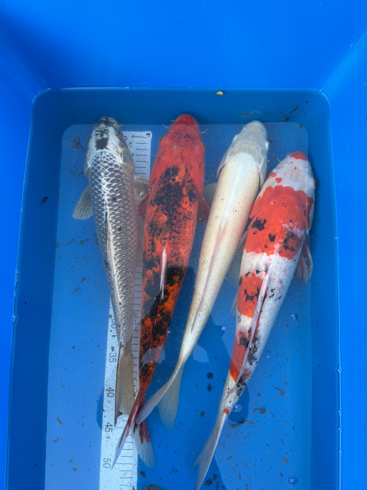 5 carpes koï - 40 à 50 cm, Carpe ou Koï
