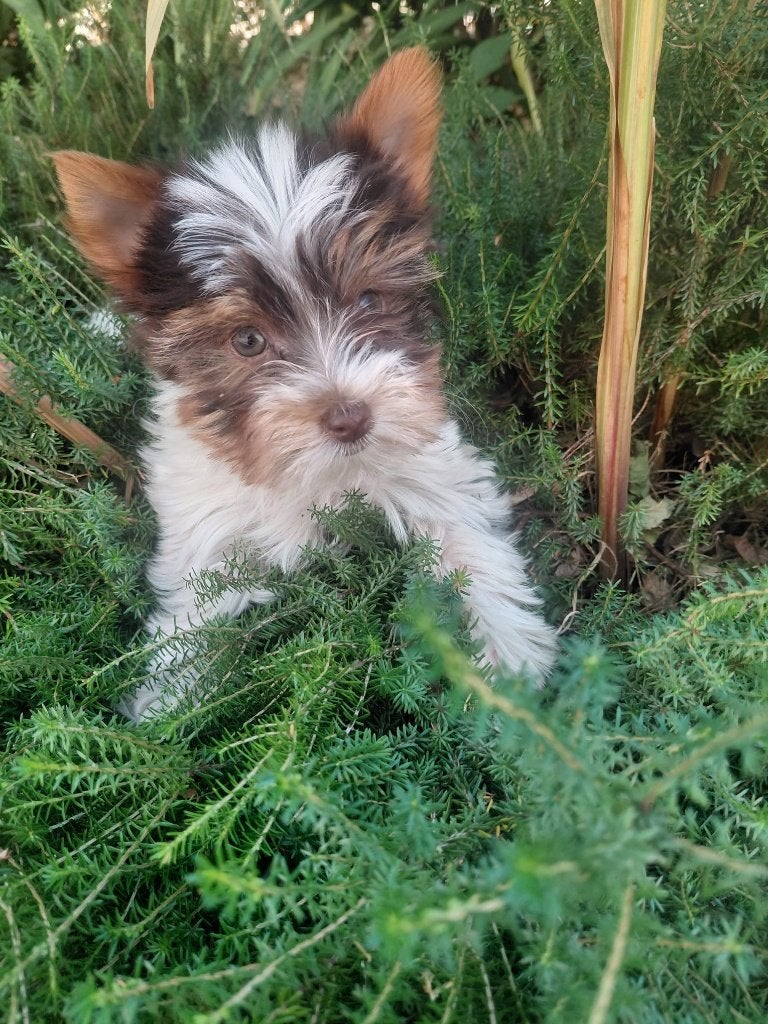 Yorkshire terrier Reutje choco&tan  en biro, Animaux & Accessoires, Chiens | Jack Russell & Terriers, Yorkshire Terrier, Plusieurs