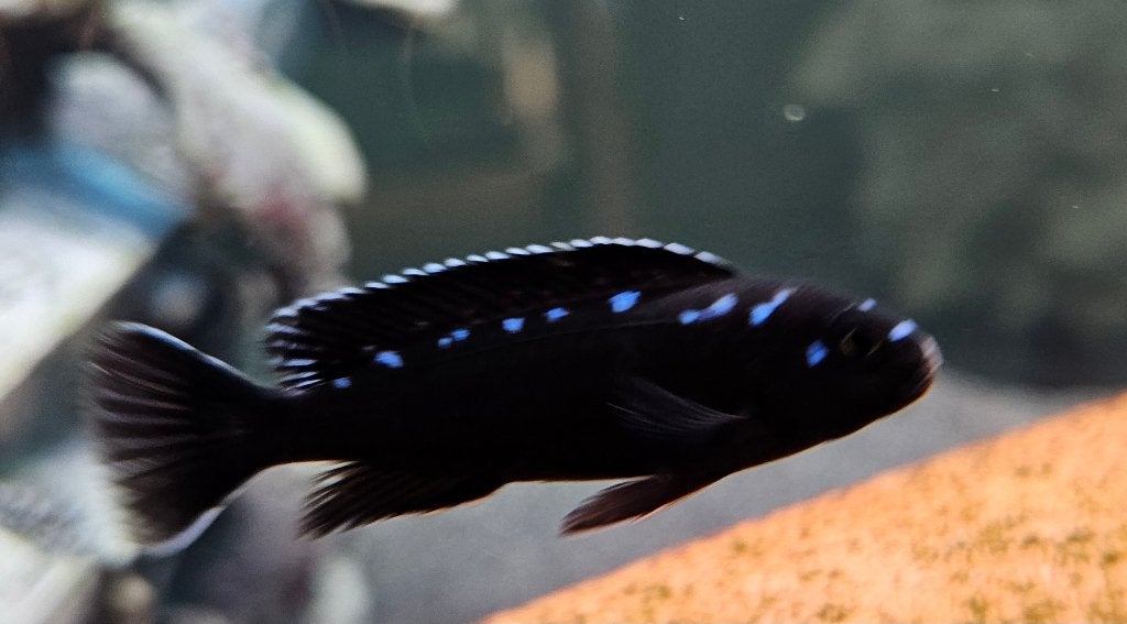 Cichlidés du Malawi à tache néon Chidonga elongatus, Poisson, Poisson d'eau douce