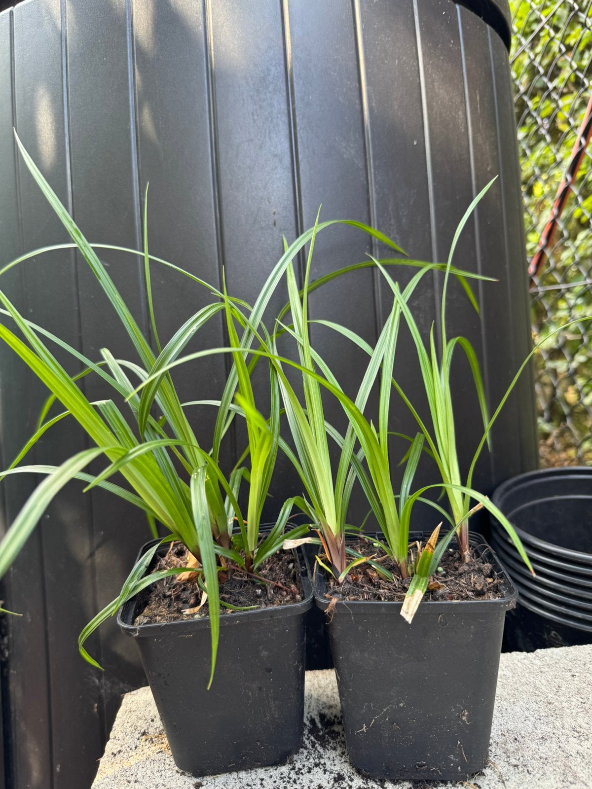 Japanse zegge - Carex morrowii 'Irish Green', Tuin en Terras, Ophalen, Vaste plant, Siergrassen, Bloeit niet