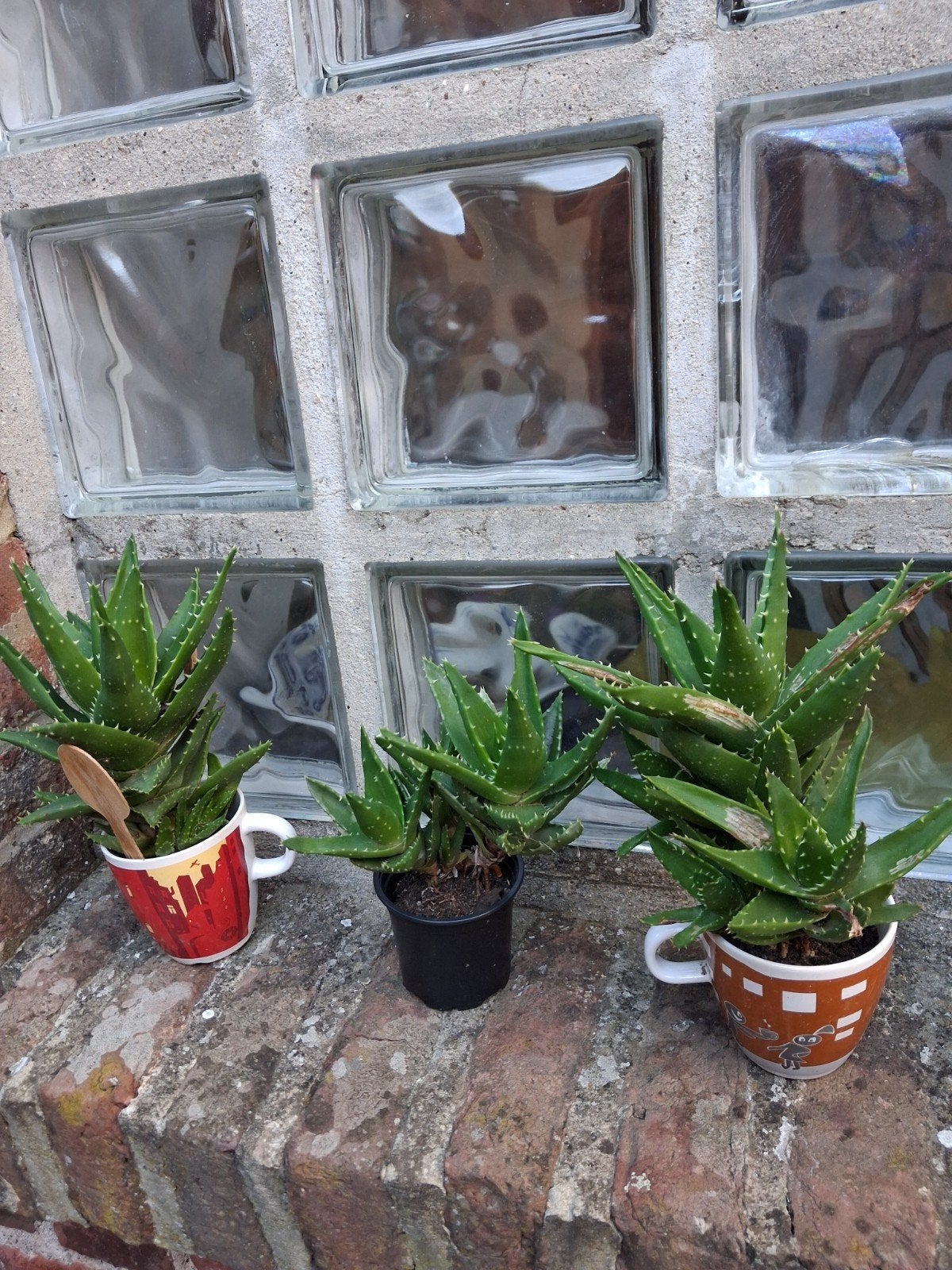 Multicactus met stekken van maximaal 20/25 cm met de pot, Ophalen of Verzenden, Cactus, In pot, Minder dan 100 cm