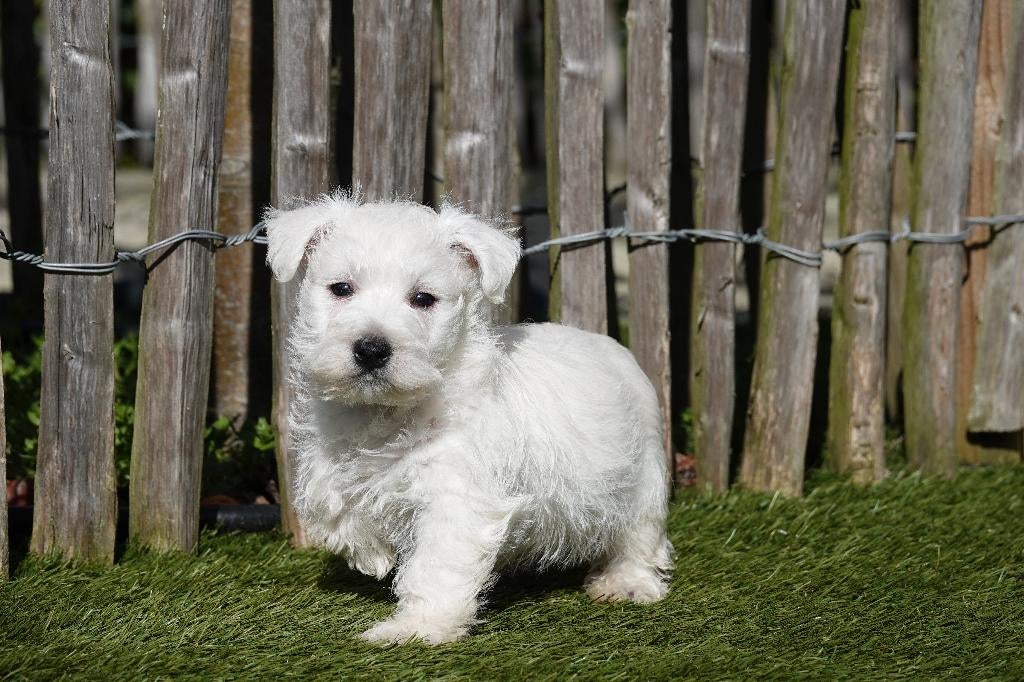 West highland white terriër pups (westie, 100% belgisch), Parvo, België, Overige rassen, 8 tot 15 weken